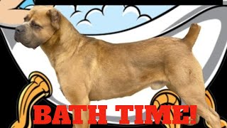 OurTan Fawn Cane Corso gets a bath at tractor supply [upl. by Eiramanin]