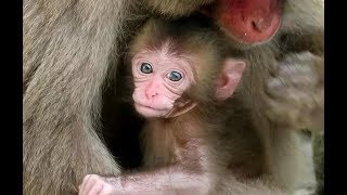 Introduction of Baby Monkey J [upl. by Naghem233]