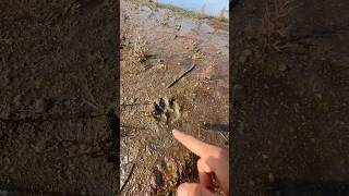 Qui a vu le sanglier  😱 nature vlog humour exploration wildlife [upl. by Loggins394]