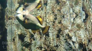 Beautiful Triggerfish in the Aquarium [upl. by Anilac939]