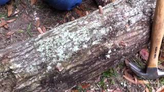 How to Inoculate Oak Logs With Shiitake Mushroom Spores [upl. by Hsan]