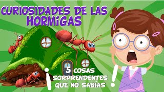 5 COSAS QUE NO SABÍAS DE LAS HORMIGAS  CURIOSIDADES FASCINANTES PARA NIÑOS [upl. by Anegroeg]