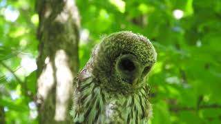 Barred Owl Hoots In Backyard  1524231 [upl. by Wilda]