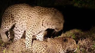 Mating leopards Mawelawela amp Golonyi [upl. by Ahsiym838]