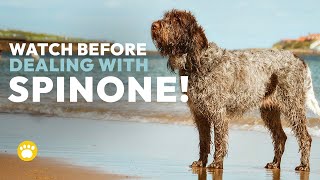 Spinone Italiano Temperament Should You Get One [upl. by Nagard632]