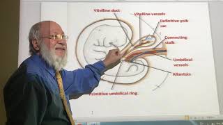 General embryology 28  amnion   by Dr Wahdan [upl. by Odarnoc719]