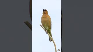 LE CHANT DU PINSON DES ARBRES  CHAFFINCH SINGING [upl. by Macegan781]