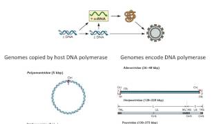 DNA virus genomes [upl. by Rothstein273]