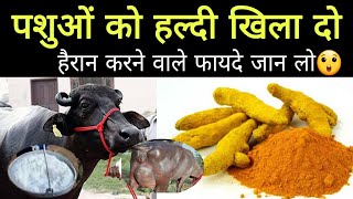 गाय भैंस को हल्दी के हैरान करने वाले फायदे जान लो haldi use in cow buffalo Hindi [upl. by Ynobe325]