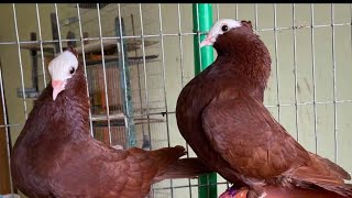 মুক্ষি কবুতরের দাম ও জাত পরিচিত।।mukki kobutor palonMukki pigeon Price [upl. by Leone]