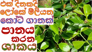 බදුනක තේ රෝපනයක්  badunaka tee Ropanaya ikmanwga [upl. by Arimak]