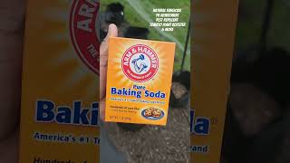 5 Clever Ways to Use Baking Soda in Your Garden  Gardening Hacks amp Tips [upl. by Maretz119]