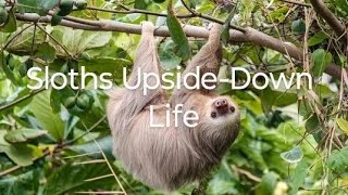 Sloths UpsideDown Life rosellureta sloth slothbear [upl. by Teddy693]