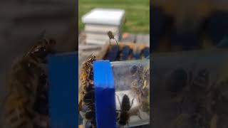 Saving Queens from certain death or a big virgin swarm from our double over wintered queen hive [upl. by Culosio]