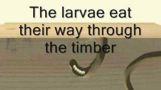 Timberwise explain the life cycle of the woodworm [upl. by Aan]