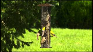 PerkyPet® SquirrelBeGone® Wild Bird Feeder [upl. by Yelad]