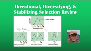 Directional Diversifying amp Stabilizing Selection Review BI 107 [upl. by Neerhtak425]