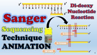 Sanger sequencing  ANIMATION [upl. by Eiramanitsirhc]