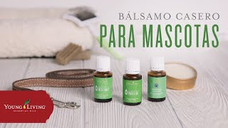 DIY Bálsamo Casero Para Mascotas  Young Living [upl. by Anyehs829]