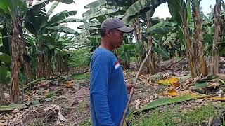 Belajar berkebun pisang [upl. by Lledal]