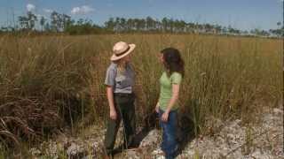 Everglades Mountains and Valleys Sawgrass Prairie [upl. by Sibyl340]