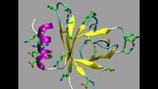 Insights into the structure of the PmrD protein with molecular dynamics simulations [upl. by Sinclair]