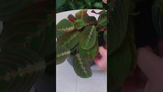 Repotting Maranta Leuconeura  Prayer Plant shorts beautiful repotting beauty viral reels [upl. by Seuqramed92]