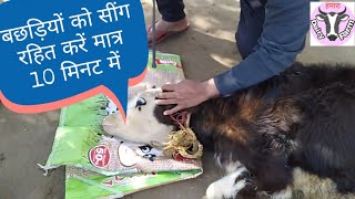 बछड़ों को सींग रोधन  हिंदी में आवाज  Calf Disbudding in Dairy Cattle [upl. by Dj]