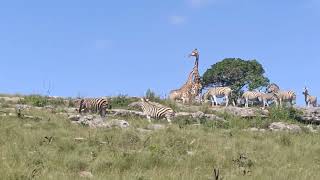 ZebrasGiraffesrunningOribi Gorge Nature ReserveKZNviral [upl. by Ahsiei852]