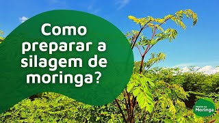 Como preparar a silagem de moringa [upl. by Harriet753]