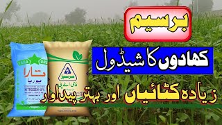 Best fertilizer plan for berseemfertilizer plan for getting high yield of berseemberseem crop [upl. by Aihsem]