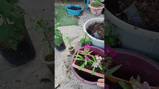 Flower plant reporting gardening fertilizer gardeningtips shortvideo [upl. by Dnalyr378]