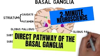 2Minute Neuroscience Direct Pathway of the Basal Ganglia [upl. by Aisatsana]