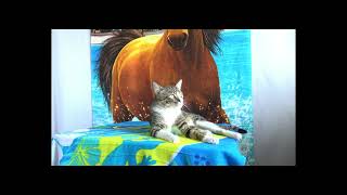 Cats Perfect Sunny Day Lounge [upl. by Ahseyt581]