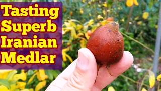 How Medlar Fruit Tastes The Variety Iranian Medlar [upl. by Afihtan599]