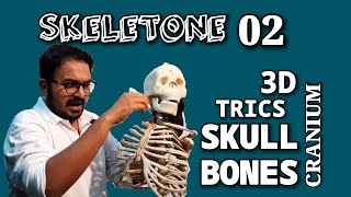 Skeletone 02 SKULL BONES CRANIUM BONES TRICS [upl. by Diogenes]