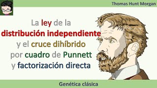 La ley de la distribución independiente cruce dihíbrido por cuadro de Punnett y factorización [upl. by Lat]