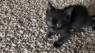 Tiny Kitten is Angry [upl. by Ogilvy716]