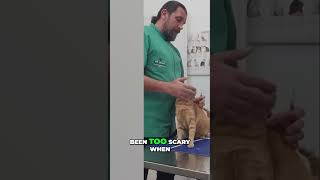 The Gentle Vet Caring for Our Feline Friends catlover cute cat [upl. by Attenyw126]