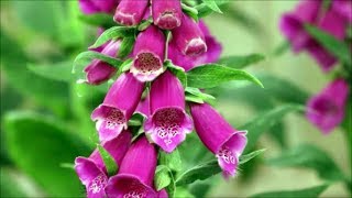 How to Grow Foxgloves from Seed [upl. by Landahl]