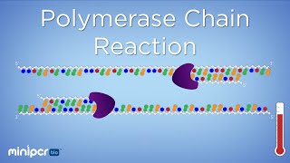 What is PCR Polymerase Chain Reaction  miniPCR bio™ [upl. by Cinimod]