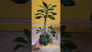 Pachypodium Saundersii 白馬城plants pachypodium caudex [upl. by Adierf400]