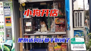 小狗在街上开了家便利店，还把周围的同行都干倒闭了，太神奇了！ [upl. by Nylle233]