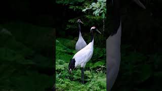 Beautiful bird  The Japanese Redcrowned Crane RedCrownedCrane JapaneseCrane [upl. by Buchalter]