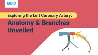 Exploring the Left Coronary Artery Anatomy amp Branches Unveiled [upl. by Danais]