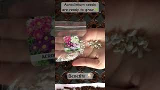 Acroclinium flowers reduce inflammation and swelling 🪴plant gardening youtubeshorts shorts [upl. by Cinelli]