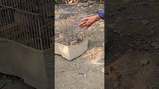 Daily we Released From Cages  birds partridges nature pets [upl. by Enibas]