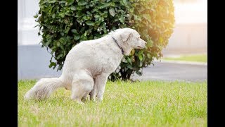 Top 4 Home Remedies for Dog Constipation Safe Natural and Effective [upl. by Wildermuth505]