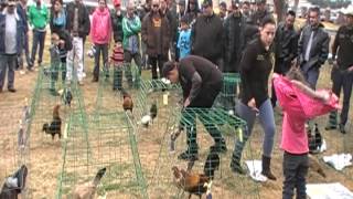 Gamefowl show Jan 26 2013 [upl. by Abisia]