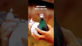 Duniya ka sab se mahanga kabutar fancykabutar pigeon fancypigeonlover ytshorts [upl. by Ecnarual]